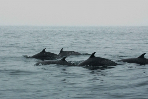 Puerto Vallarta: Dolphin Watching Cruise with a Biologist