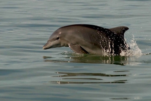 Puerto Vallarta: Dolphins in the Wild Tour