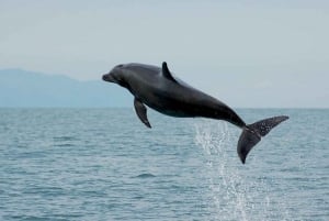 Puerto Vallarta: Dolphins in the Wild Tour