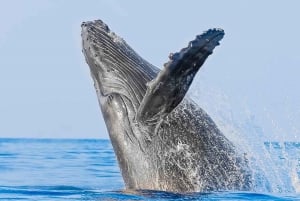 Puerto Vallarta: Descubre la Playa Oculta