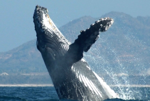 Puerto Vallarta: Humpback Whale Research Adventure Tour