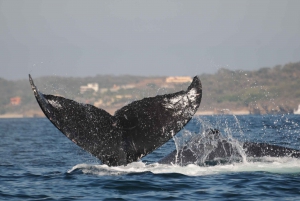 Puerto Vallarta: Humpback Whale Research Adventure Tour