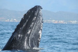 Puerto Vallarta: Humpback Whale Research Adventure Tour