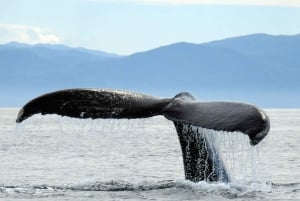 Puerto Vallarta: Humpback Whale Research Adventure Tour