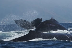 Puerto Vallarta: Humpback Whale Research Adventure Tour