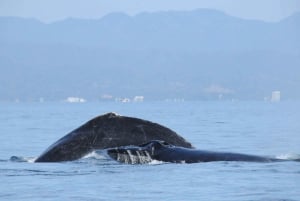 Puerto Vallarta: Humpback Whale Research Adventure Tour