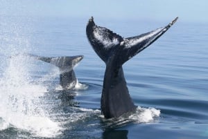 Puerto Vallarta: Humpback Whale Research Adventure Tour