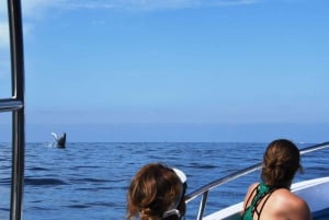 Puerto Vallarta: Humpback Whale Research Adventure Tour