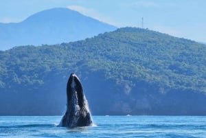 Puerto Vallarta: Avistamiento de Ballenas Jorobadas Temporada 2024