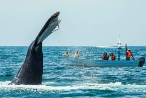 Puerto Vallarta: Avistamiento de Ballenas Jorobadas Temporada 2024