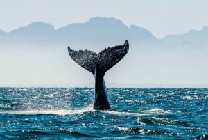 Puerto Vallarta: Avistamiento de Ballenas Jorobadas Temporada 2024