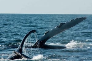 Puerto Vallarta: Avistamiento de Ballenas Jorobadas Temporada 2024