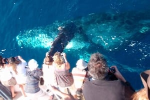 Puerto Vallarta: Avistamiento de Ballenas Jorobadas Temporada 2024