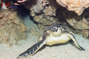 Puerto Vallarta: Expedición de buceo La Corbeteña