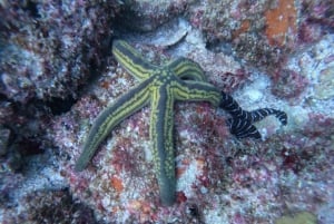 Puerto Vallarta: Los Arcos de Mismaloya, buceo para principiantes.