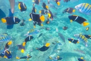 Puerto Vallarta: Excursión en Barco Pirata por la Isla Majahuitas