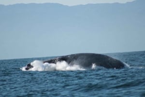 Puerto Vallarta: Mega Yacht Whale Watching Sunset Cruise