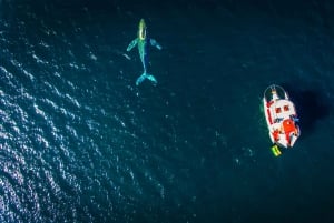 Puerto Vallarta: Mega Yacht Whale Watching Sunset Cruise