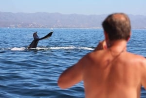 Puerto Vallarta: Mega Yacht Whale Watching Sunset Cruise