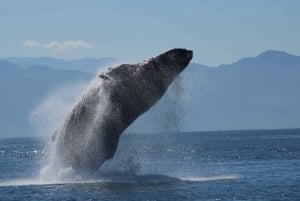 Puerto Vallarta: Mega Yate Crucero de avistamiento de ballenas al atardecer