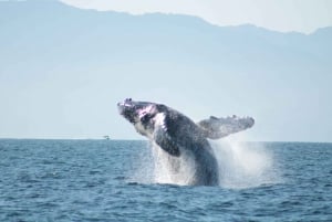 Puerto Vallarta: Mega Yate Crucero de avistamiento de ballenas al atardecer