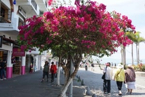 Puerto Vallarta: Puerto Vallarta and Tequila Tasting