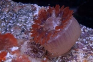 Puerto Vallarta: Scuba Dive at Marietas Islands