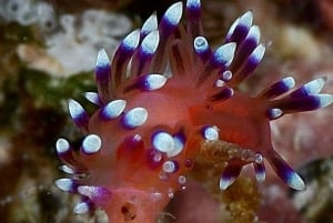 Puerto Vallarta: Scuba Dive at Marietas Islands