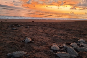 Puerto Vallarta: Sea turtle release at Sunset