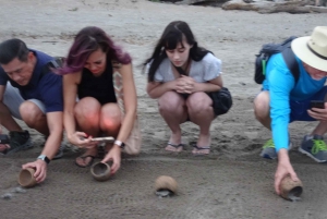 Puerto Vallarta: Sea turtle release at Sunset