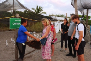 Puerto Vallarta: Sea turtle release at Sunset