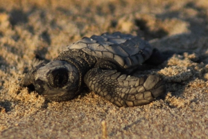 Puerto Vallarta: Sea turtle release at Sunset