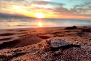 Puerto Vallarta: Sea turtle release at Sunset