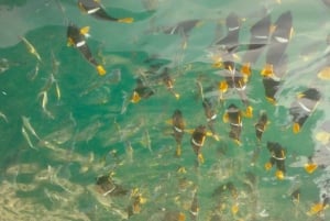 Puerto Vallarta: Snorkel Adventure at Los Arcos