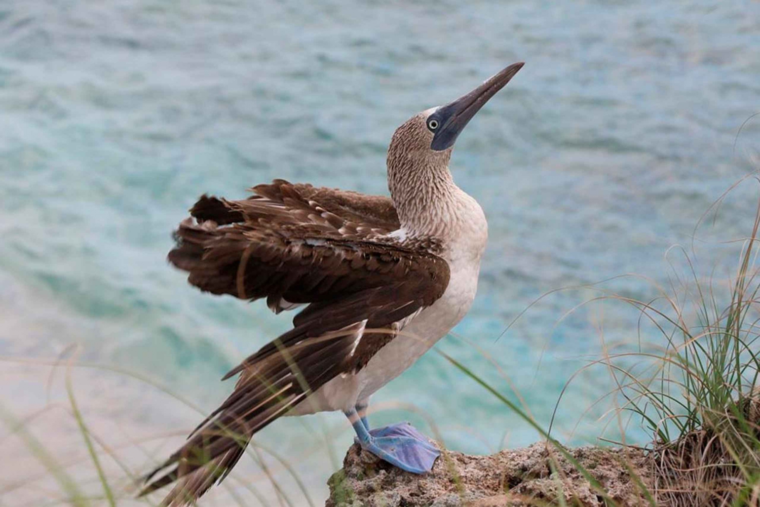 Puerto Vallarta: Snorkeling, Beach, Sailing to Marietas Park