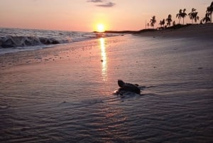 Puerto Vallarta: Liberación de Tortuguitas en Área de Conservación