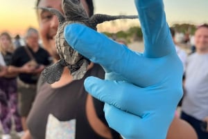 Puerto Vallarta: Liberación de Tortuguitas en Área de Conservación