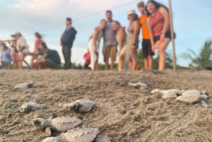 Puerto Vallarta: Liberación de Tortuguitas en Área de Conservación