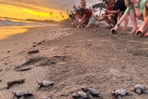 Puerto Vallarta: Liberación de Tortuguitas en Área de Conservación