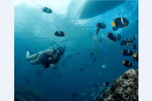 Puerto Vallarta: Underwater Wonderland at Los Arcos