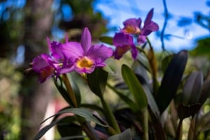 Puerto Vallarta: El Jardín Botánico de Vallarta por mar o tierra