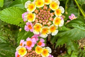 Puerto Vallarta: El Jardín Botánico de Vallarta por mar o tierra