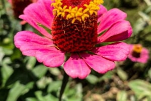 Puerto Vallarta: El Jardín Botánico de Vallarta por mar o tierra