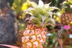 Puerto Vallarta: Walking Tour of the Botanical Garden