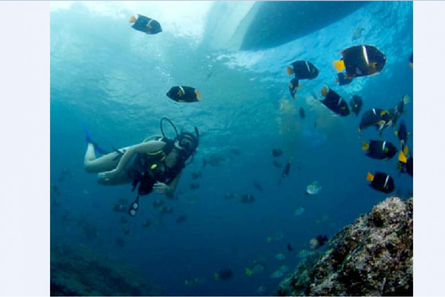 Puerto Vallarta: Expedición Encuentro con Ballenas