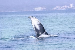 Puerto Vallarta: Expedición Encuentro con Ballenas