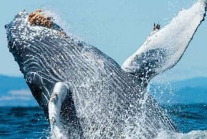 Puerto Vallarta: Excursión de Aventura con Avistamiento de Ballenas