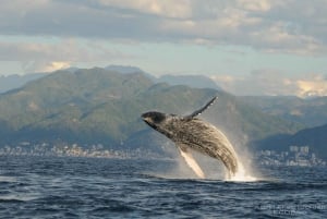 Avistamiento de Ballenas + Nado con Delfines en Puerto Vallarta