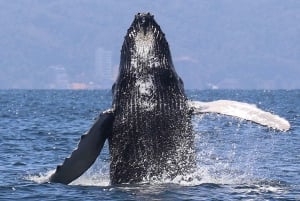 Avistamiento de Ballenas + Nado con Delfines en Puerto Vallarta