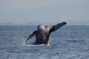 Puerto Vallarta: Whale Watching Beach Bay